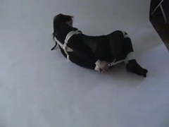 7X3.net presents: Hogtied in catsuit